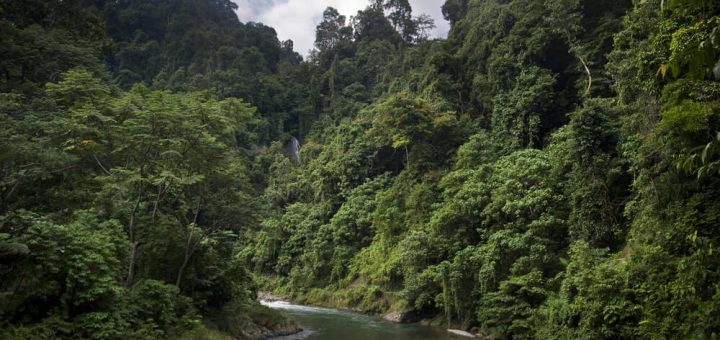 スマトラの熱帯雨林遺産